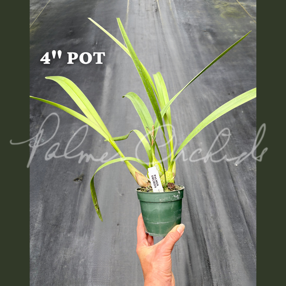 Enc. Hunty's Home Run — Palmer Orchids